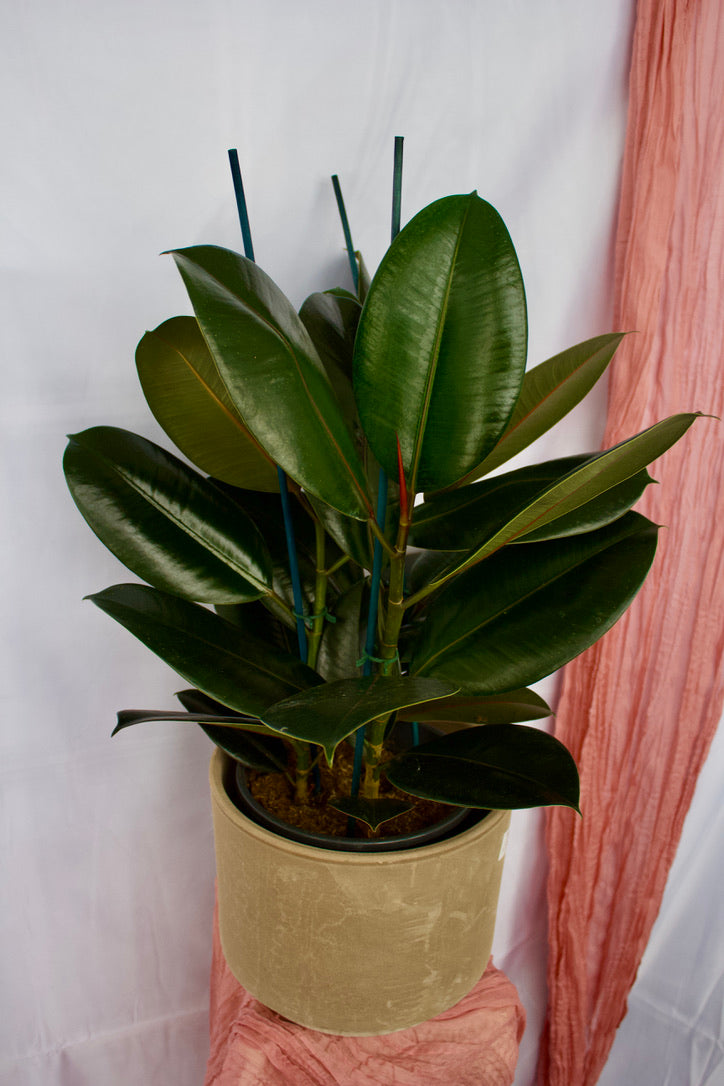 Ficus elastica burgundy - 8 pouces