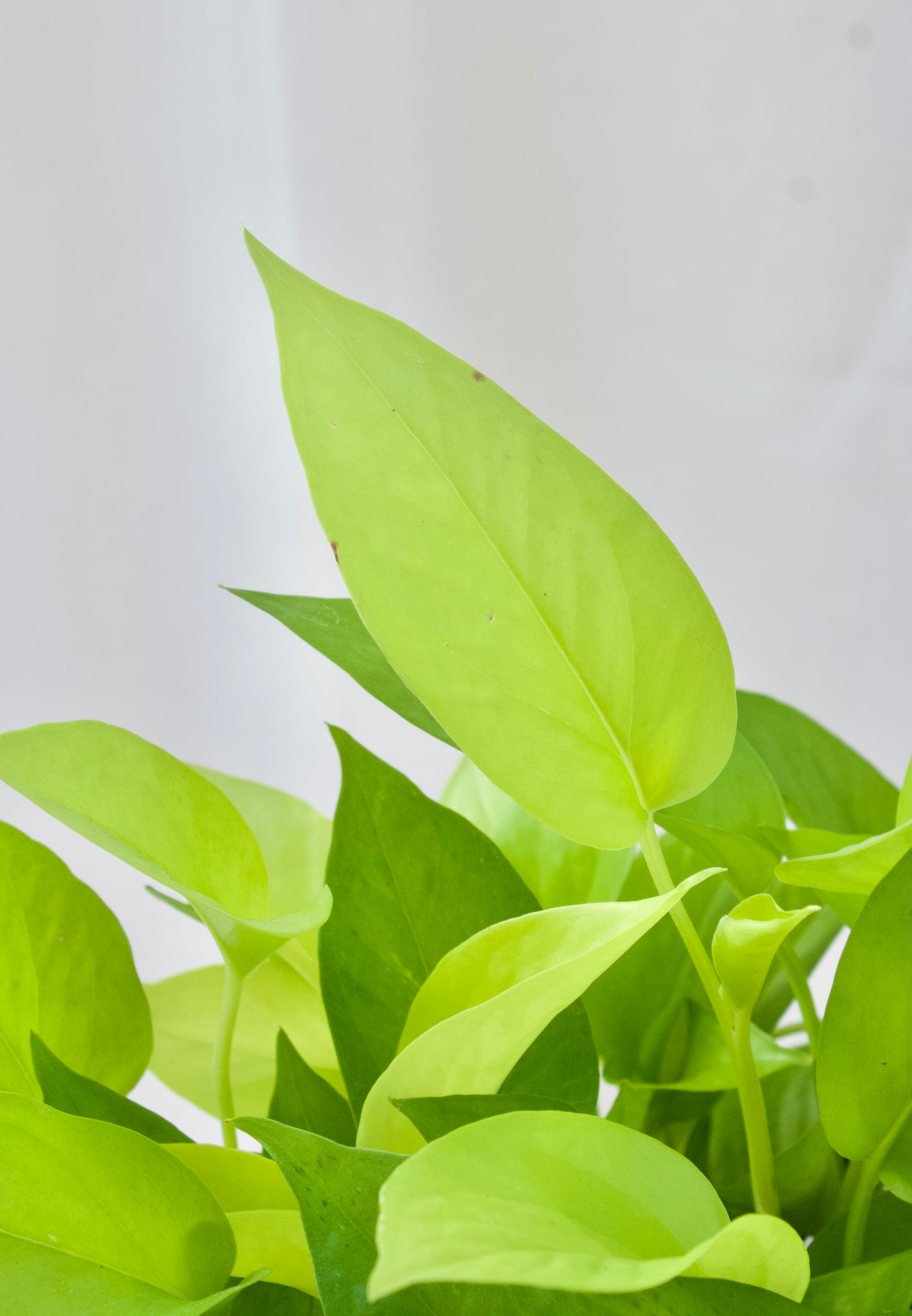 Pothos Néon - 6 pouces