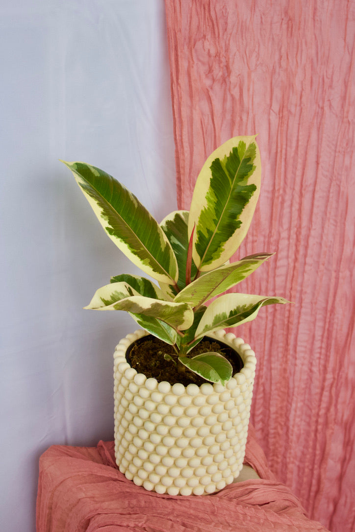 Ficus Tineke