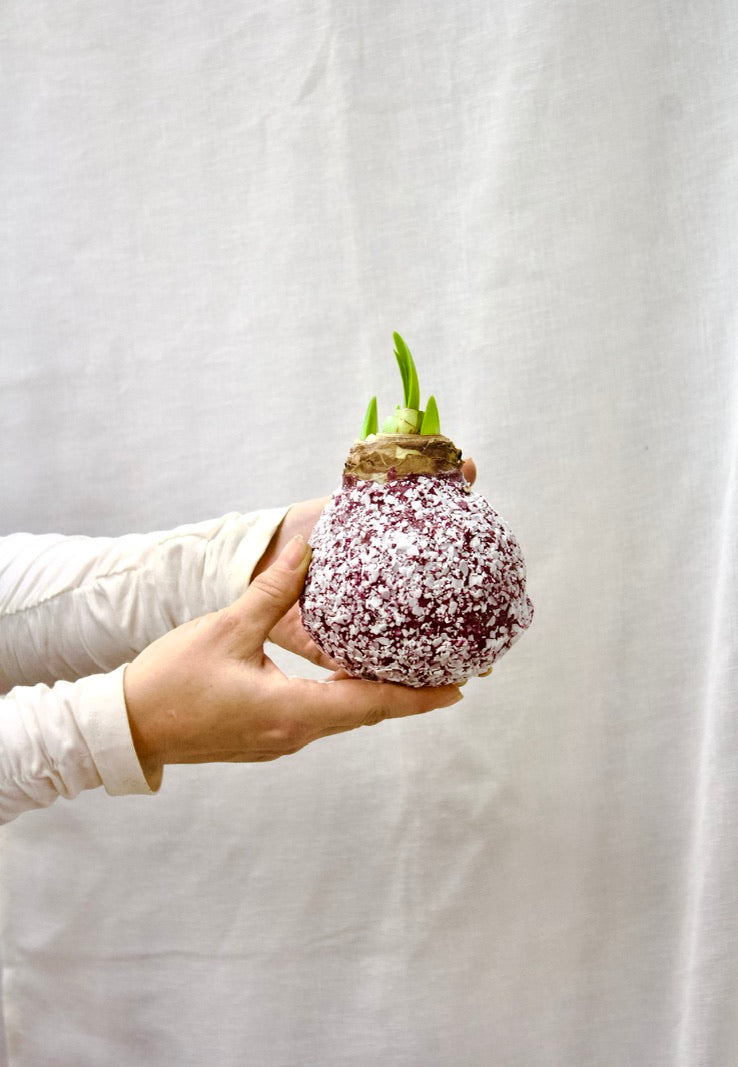 Bulbe d'Amaryllis dans la cire
