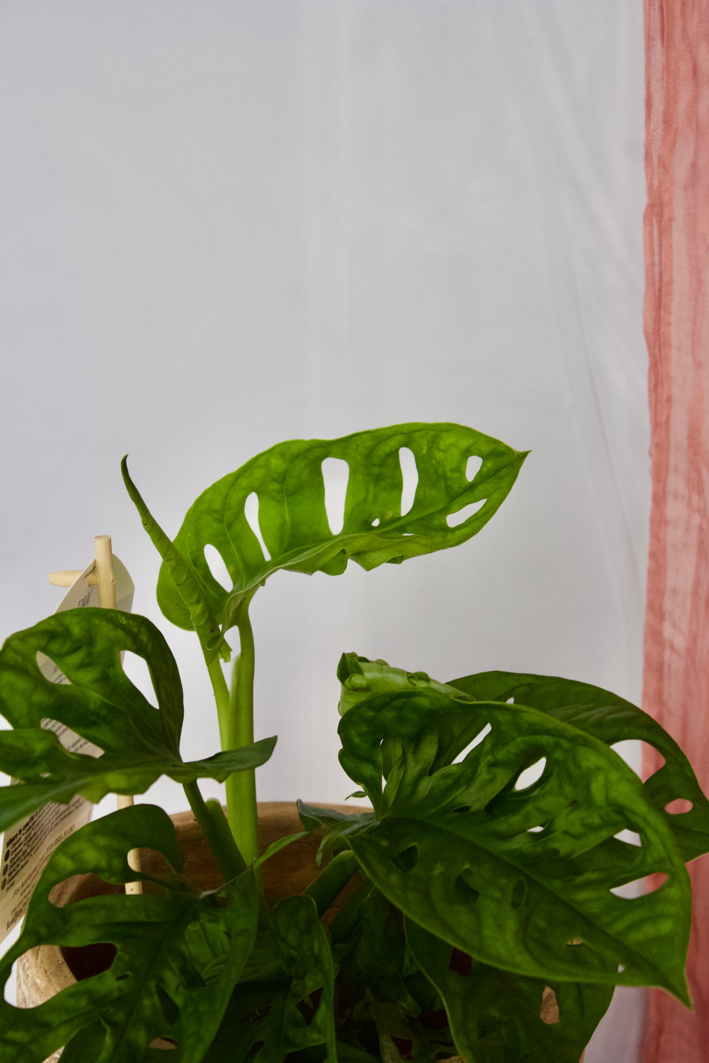 Monstera Adansonii - 5 pouces