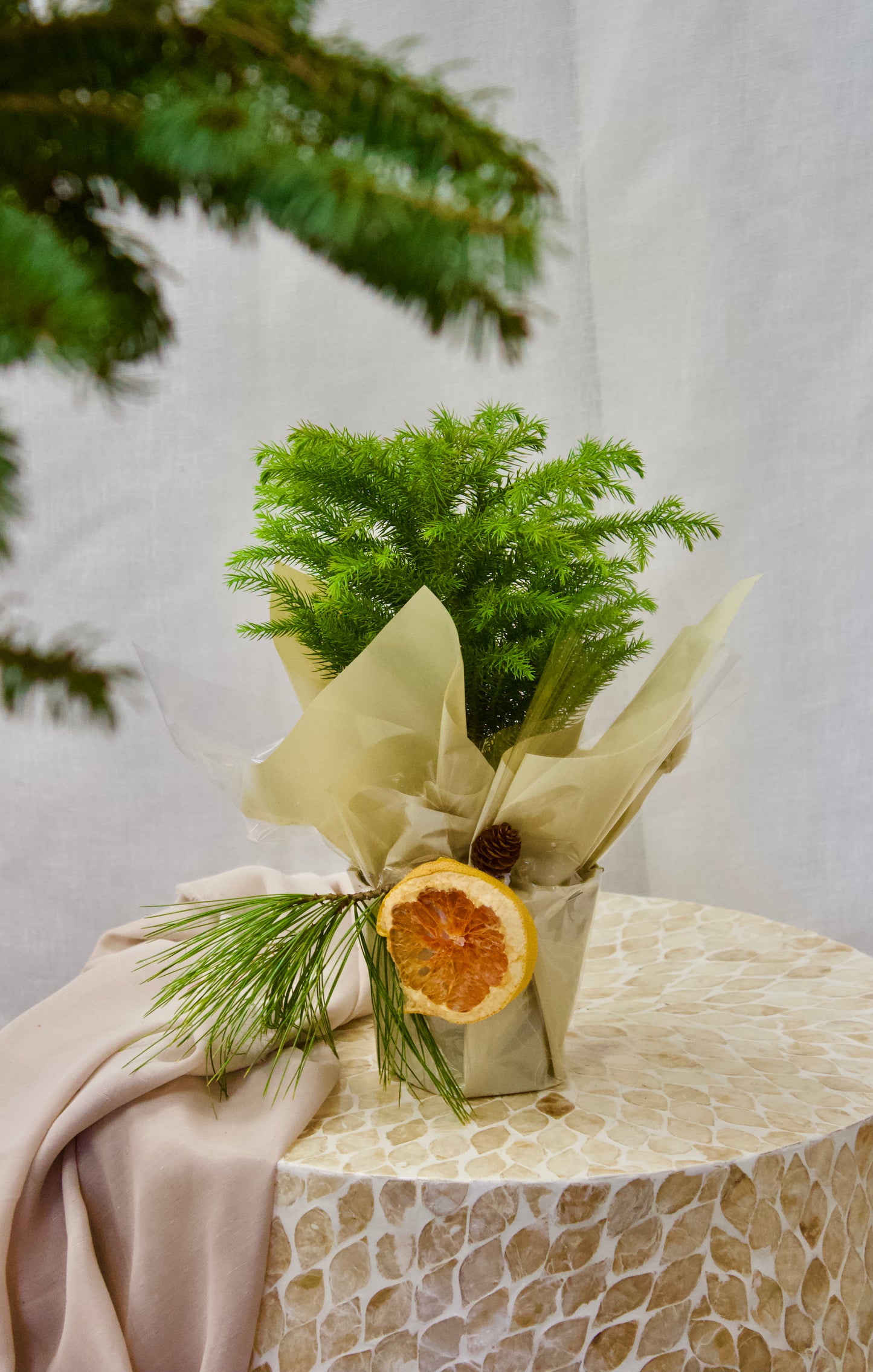 Petit sapin - ARAUCARIA "PINE NORFOLK"