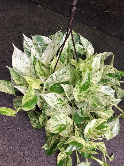 Pothos Marble Queen
