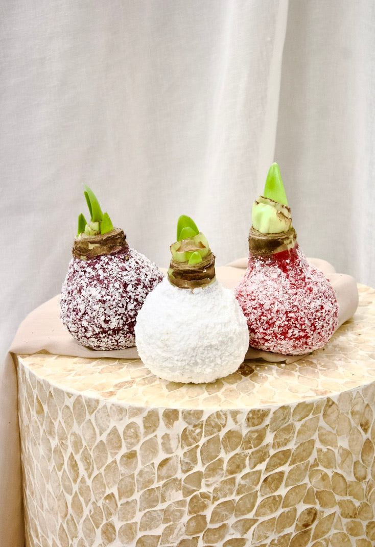 Bulbe d'Amaryllis dans la cire