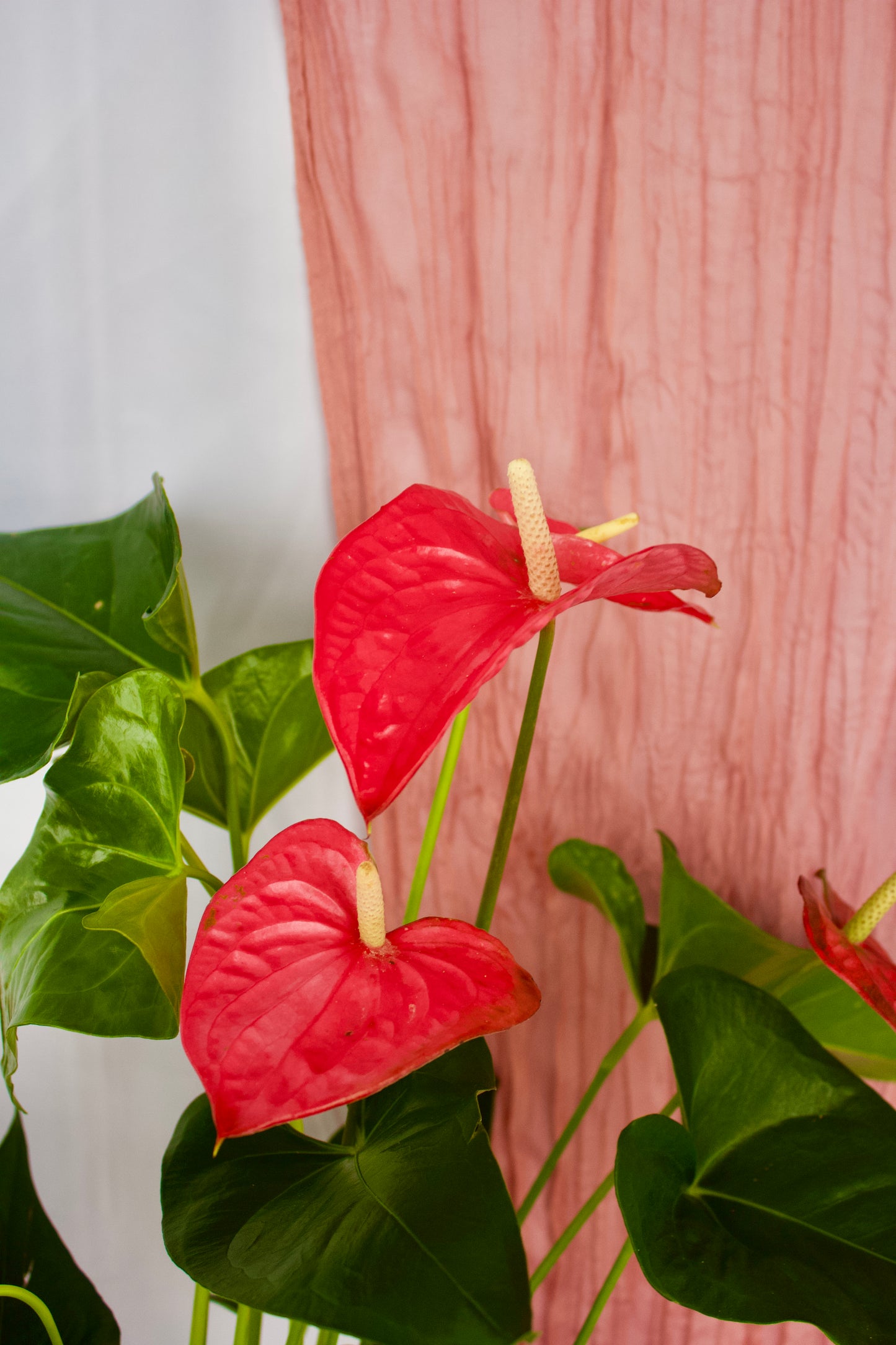 Anthurium