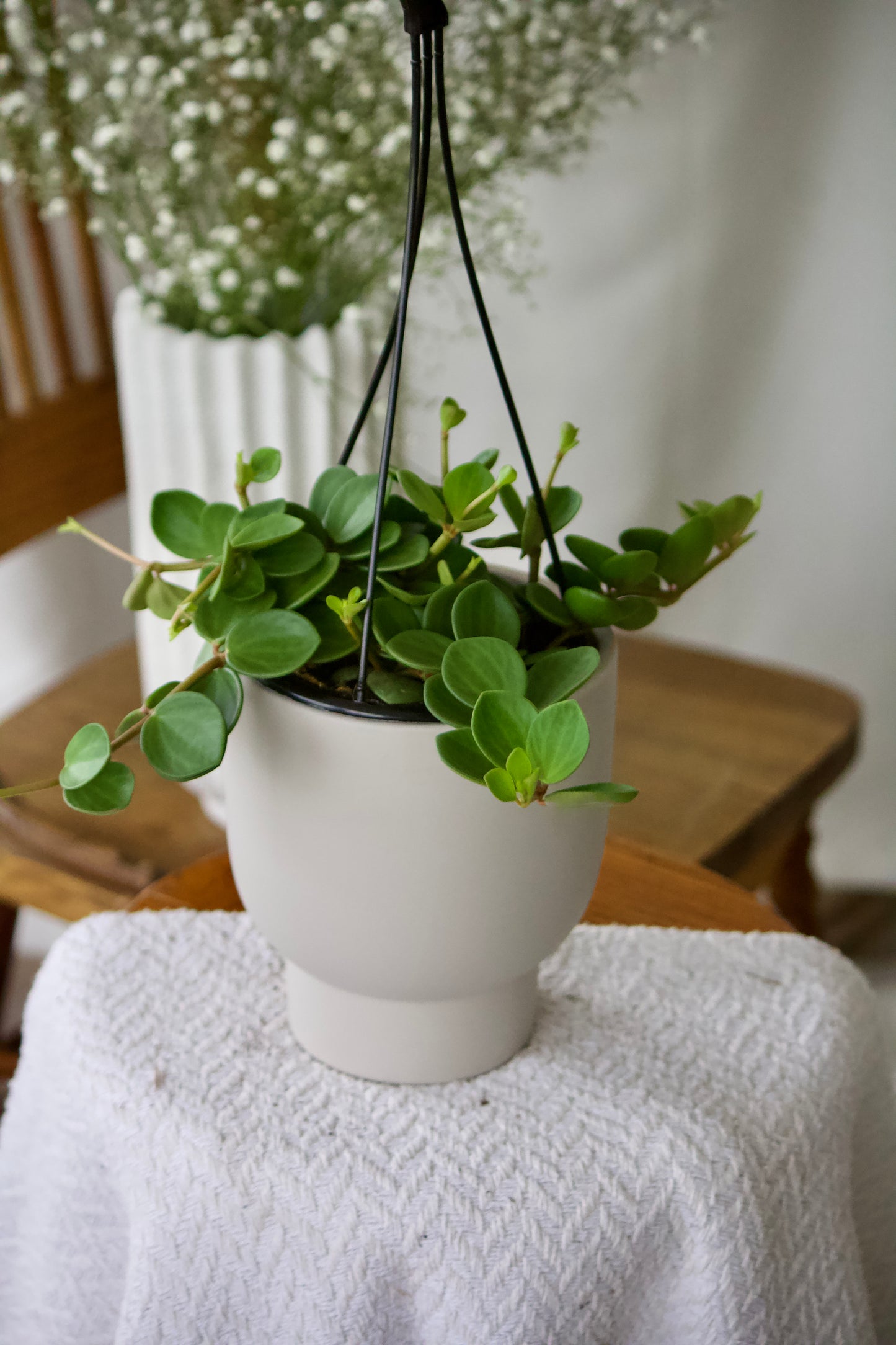 Peperomia Hope