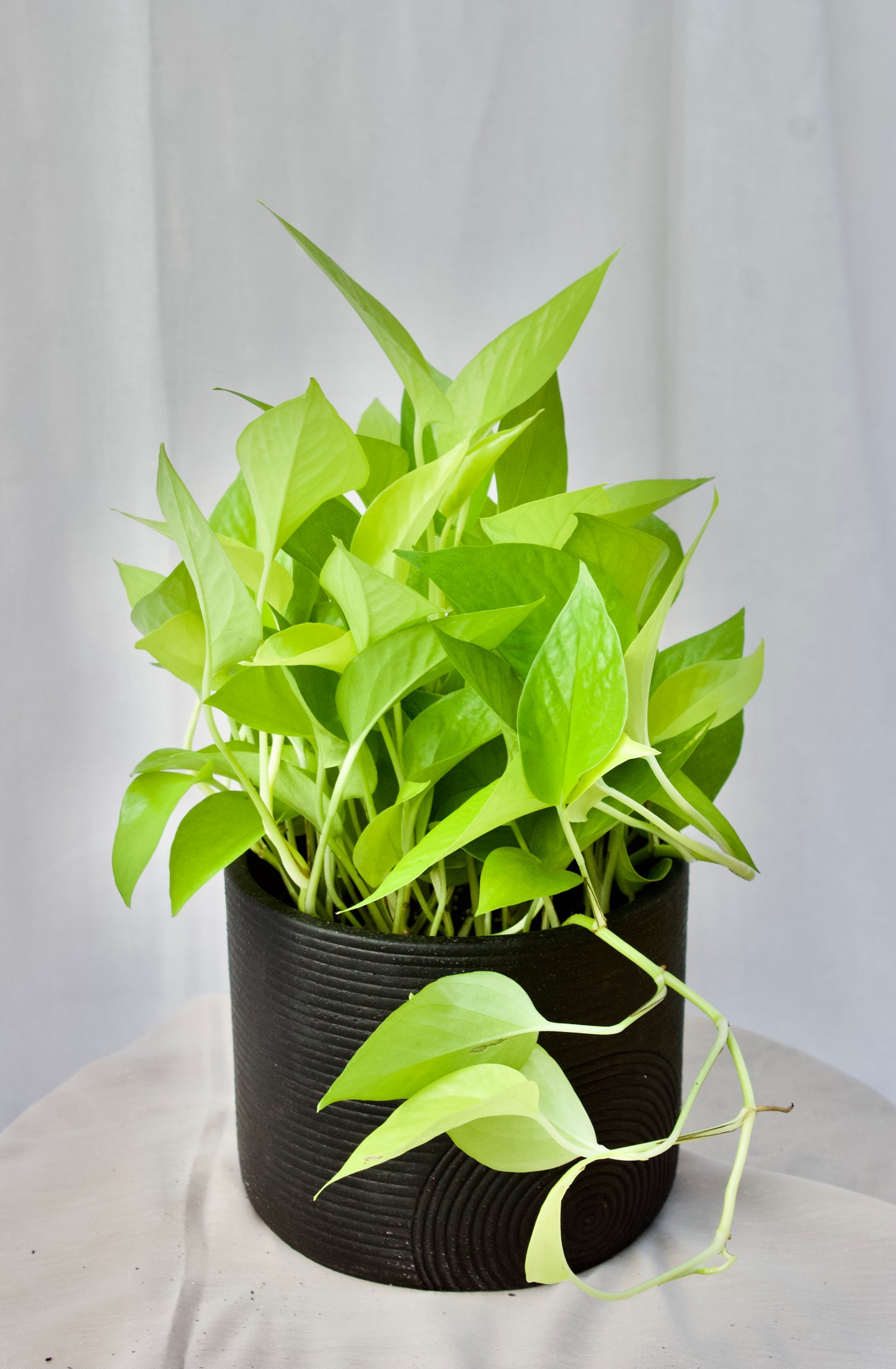 Pothos Néon - 6 pouces