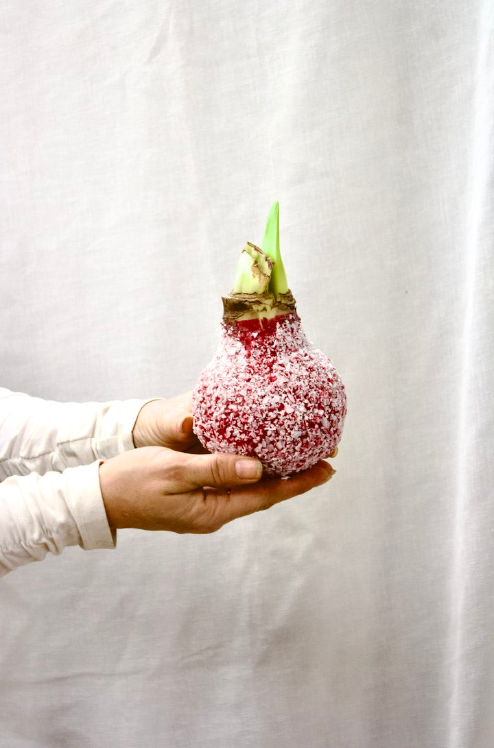Bulbe d'Amaryllis dans la cire
