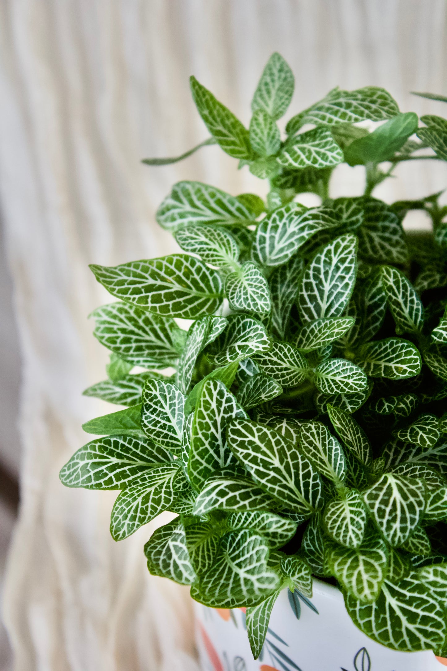 Fittonia - 4pouces