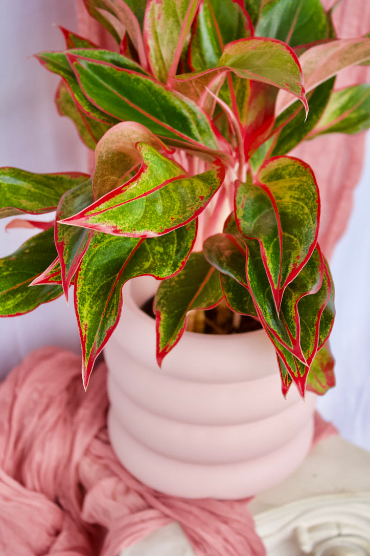 Pot en bulbe - rose - 5 pouces