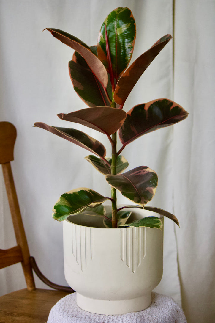 Gros Pot Base Étroite Blanc - 8 pouces