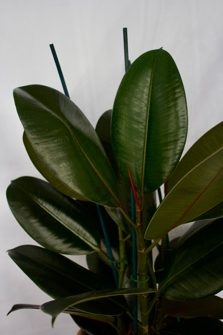 Ficus elastica burgundy - 8 pouces