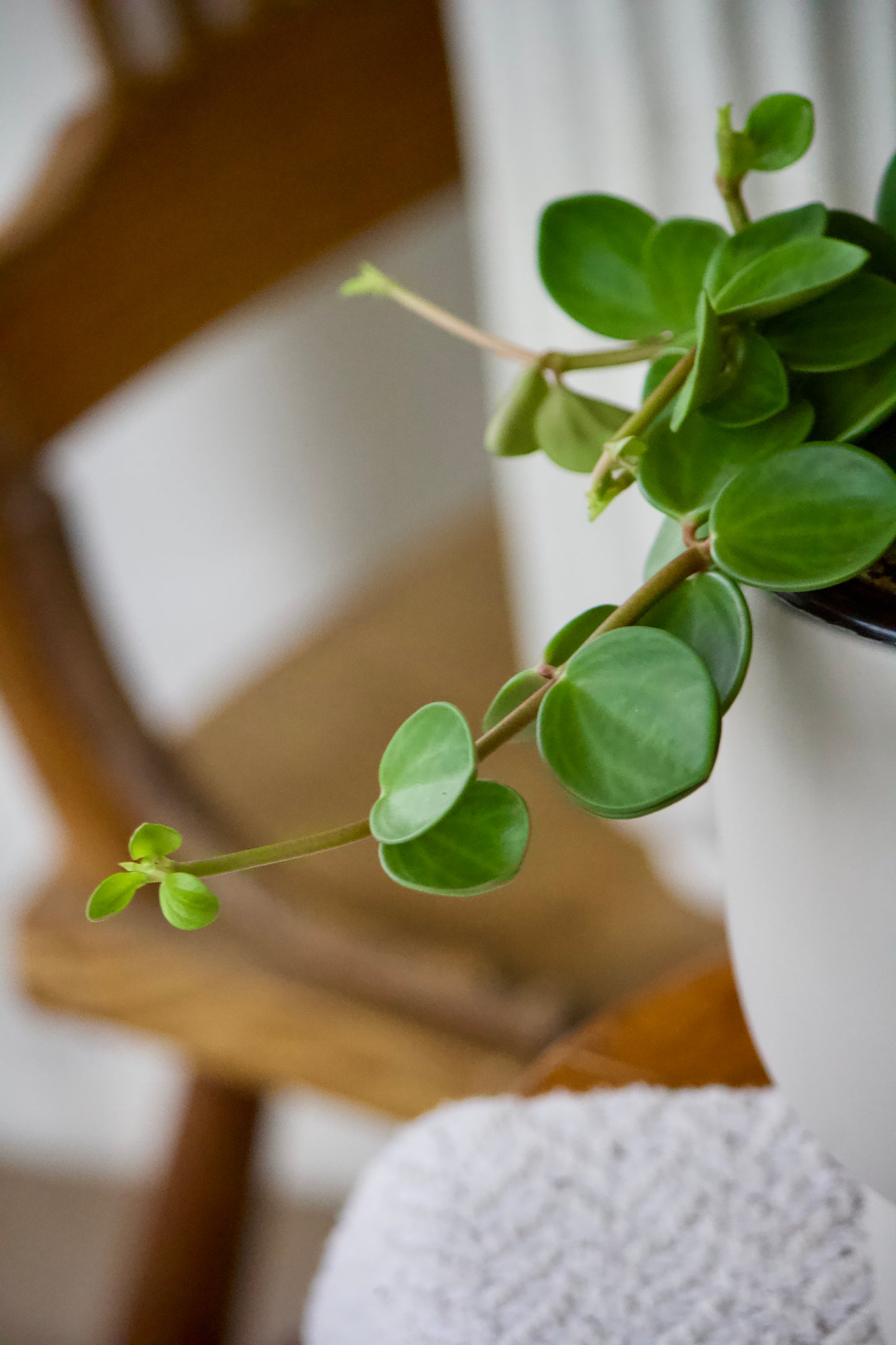 Peperomia Hope