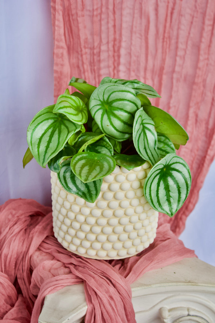 Peperomia watermelon - 4 pouces