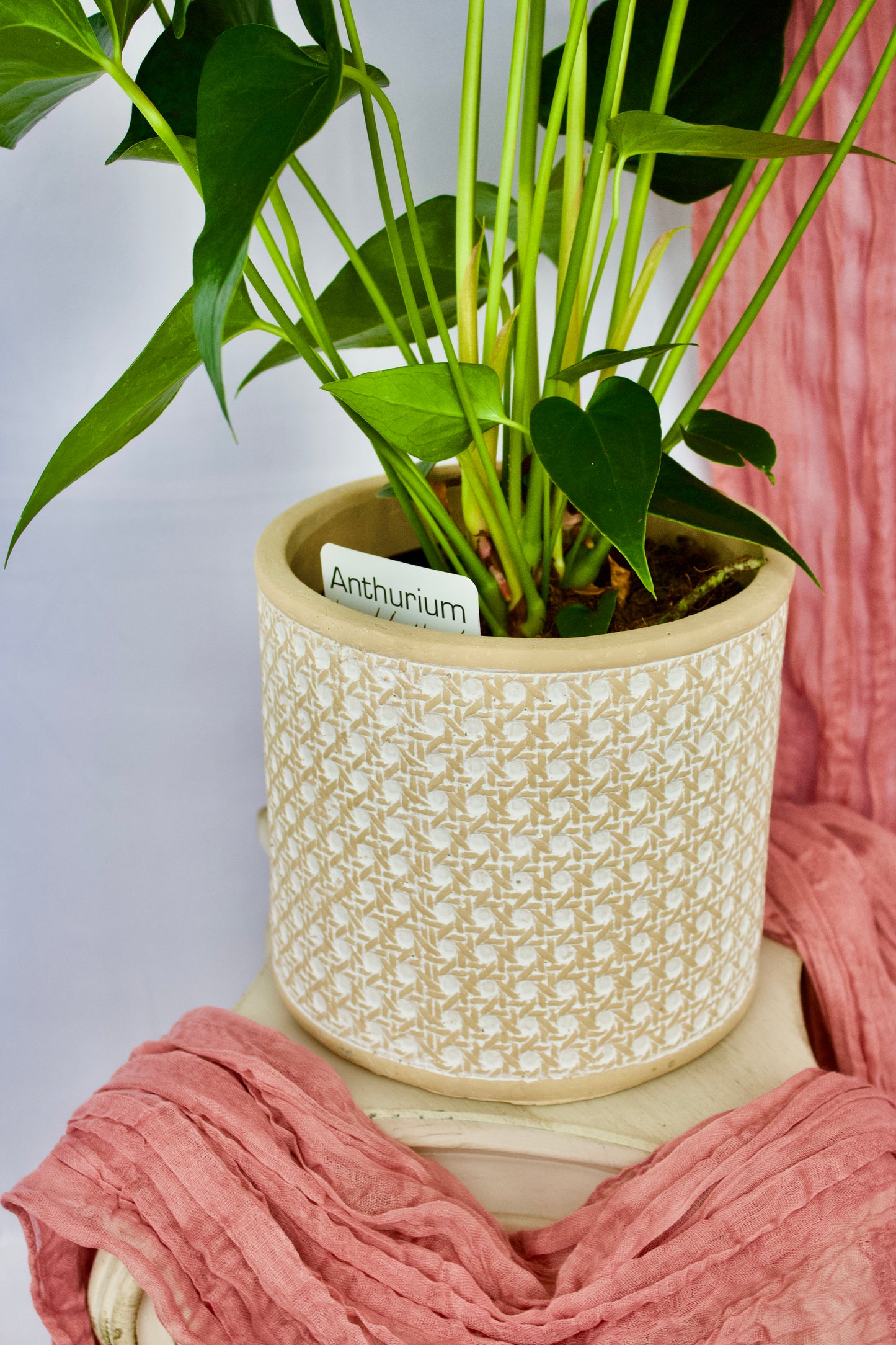 Vase Camors L - 6 pouces