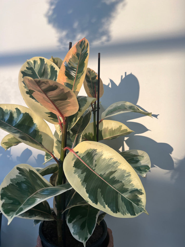 Ficus Tineke