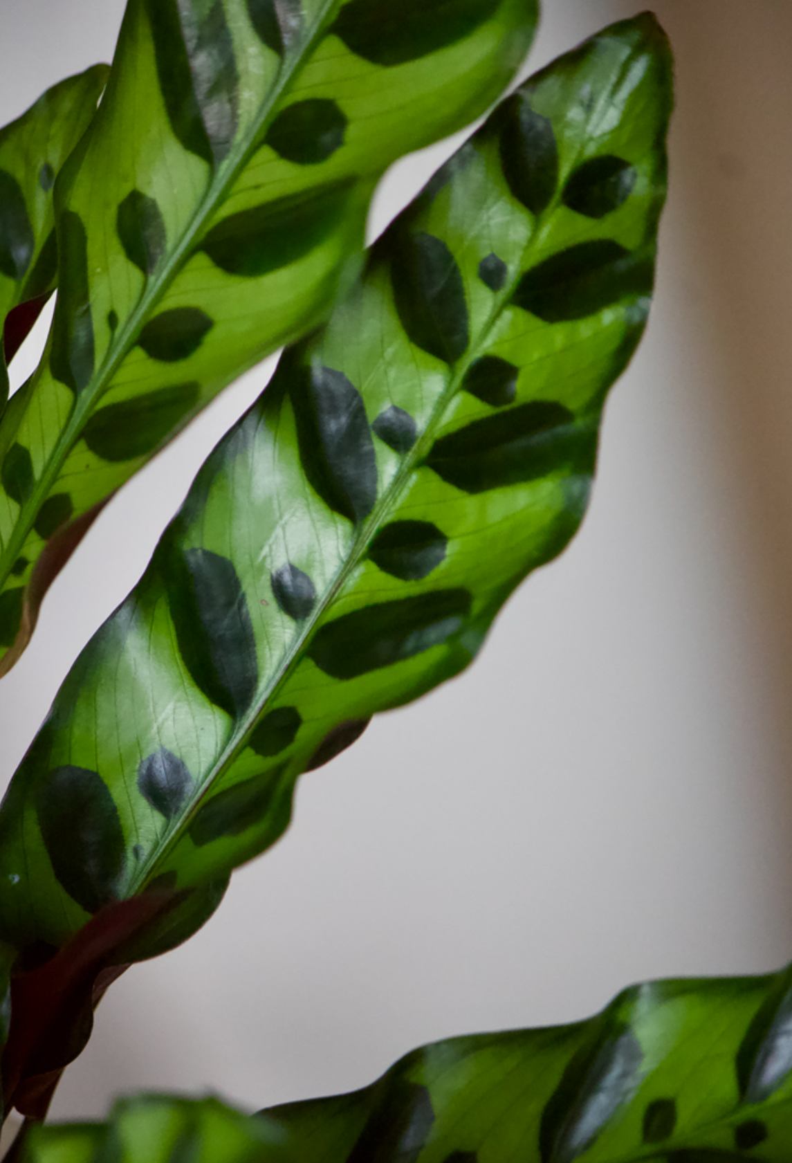 Calathea Rattlesnake