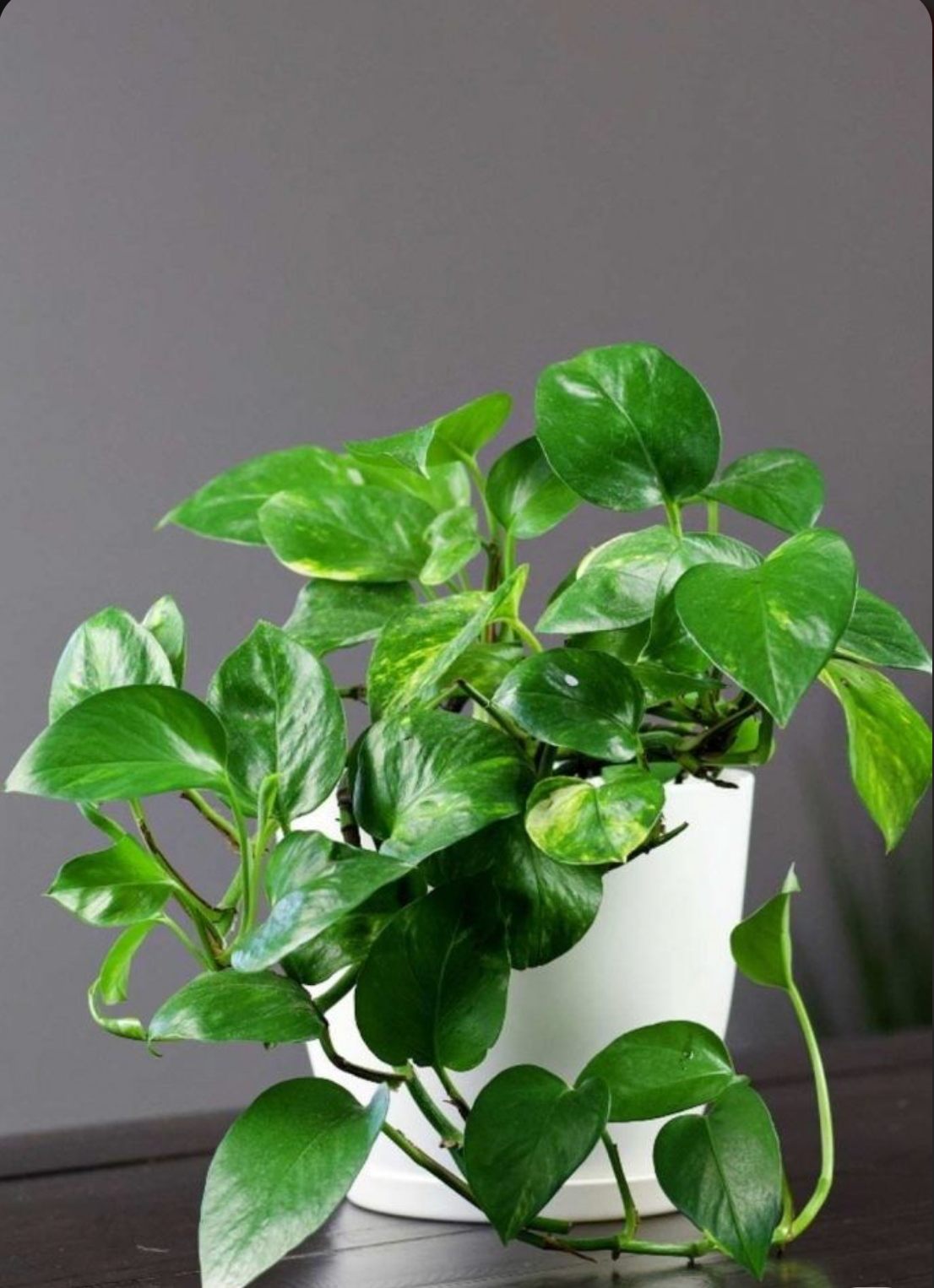 Pothos Golden - 8 pouces