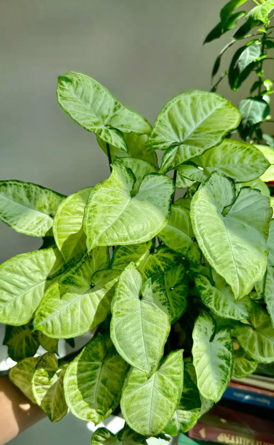 Syngonium White Butterfly - 6 pouces