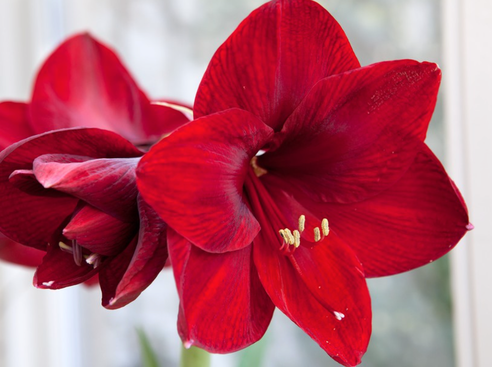Bulbe d'Amaryllis dans la cire