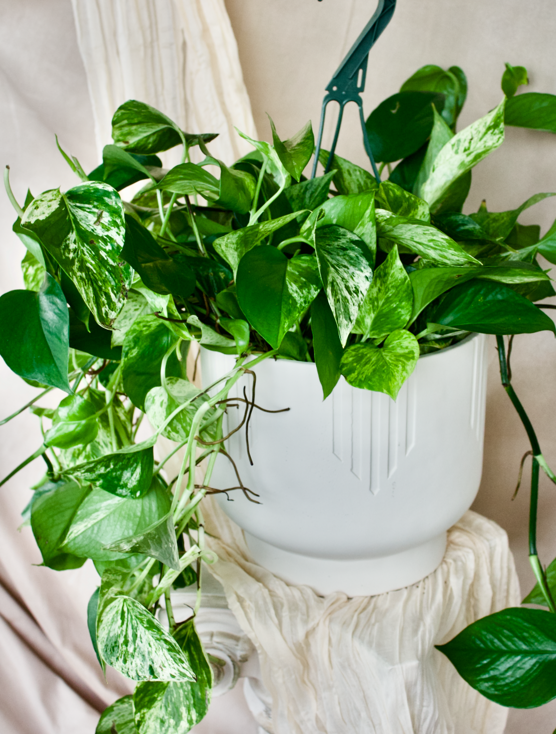 Pothos Marble Queen - 8 pouces