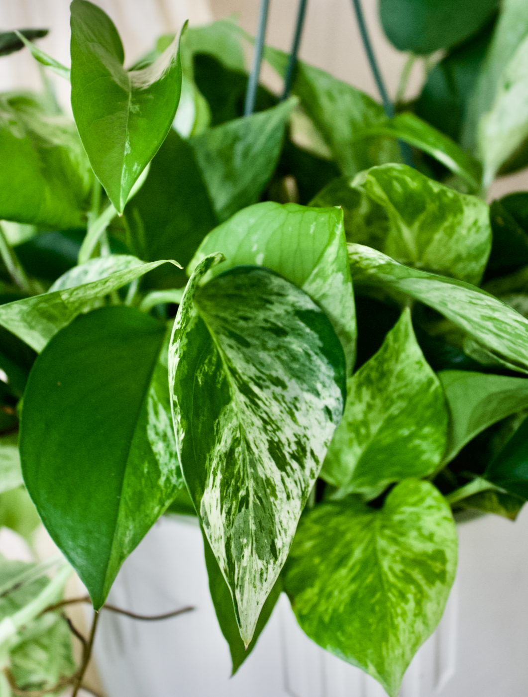 Pothos Marble Queen - 8 pouces