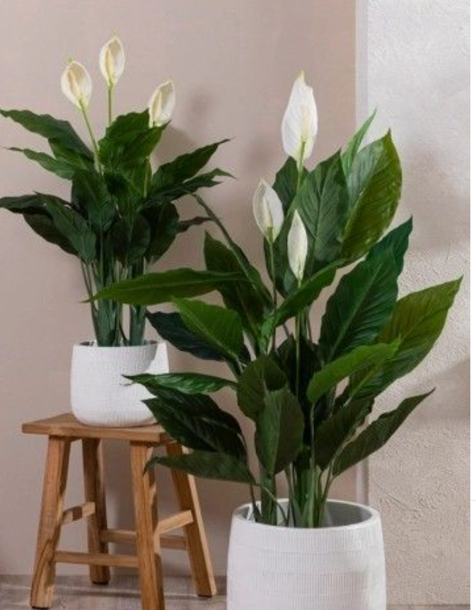 Lys de paix