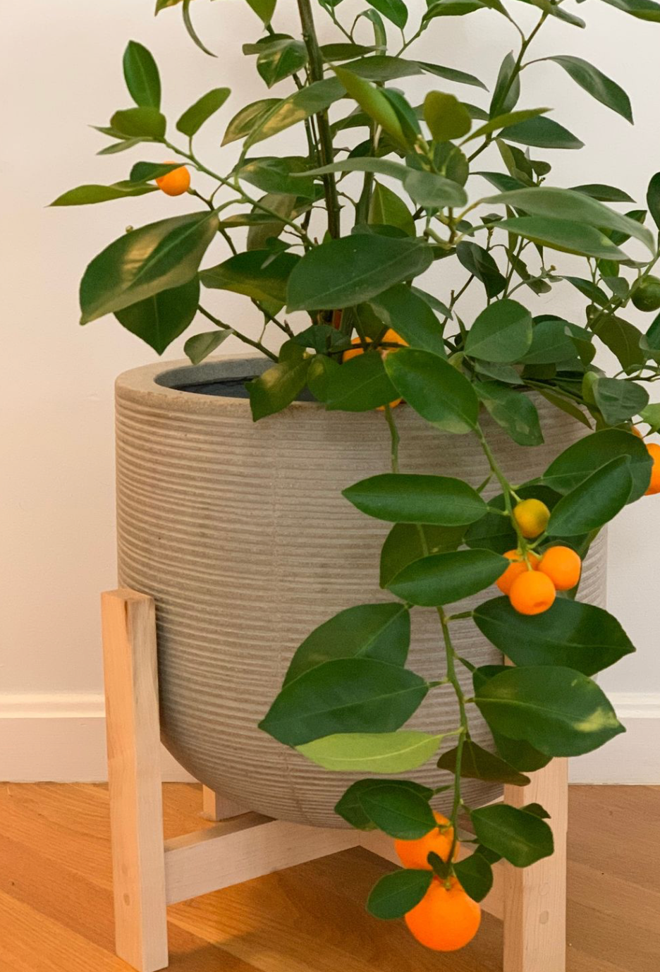 calamondin
