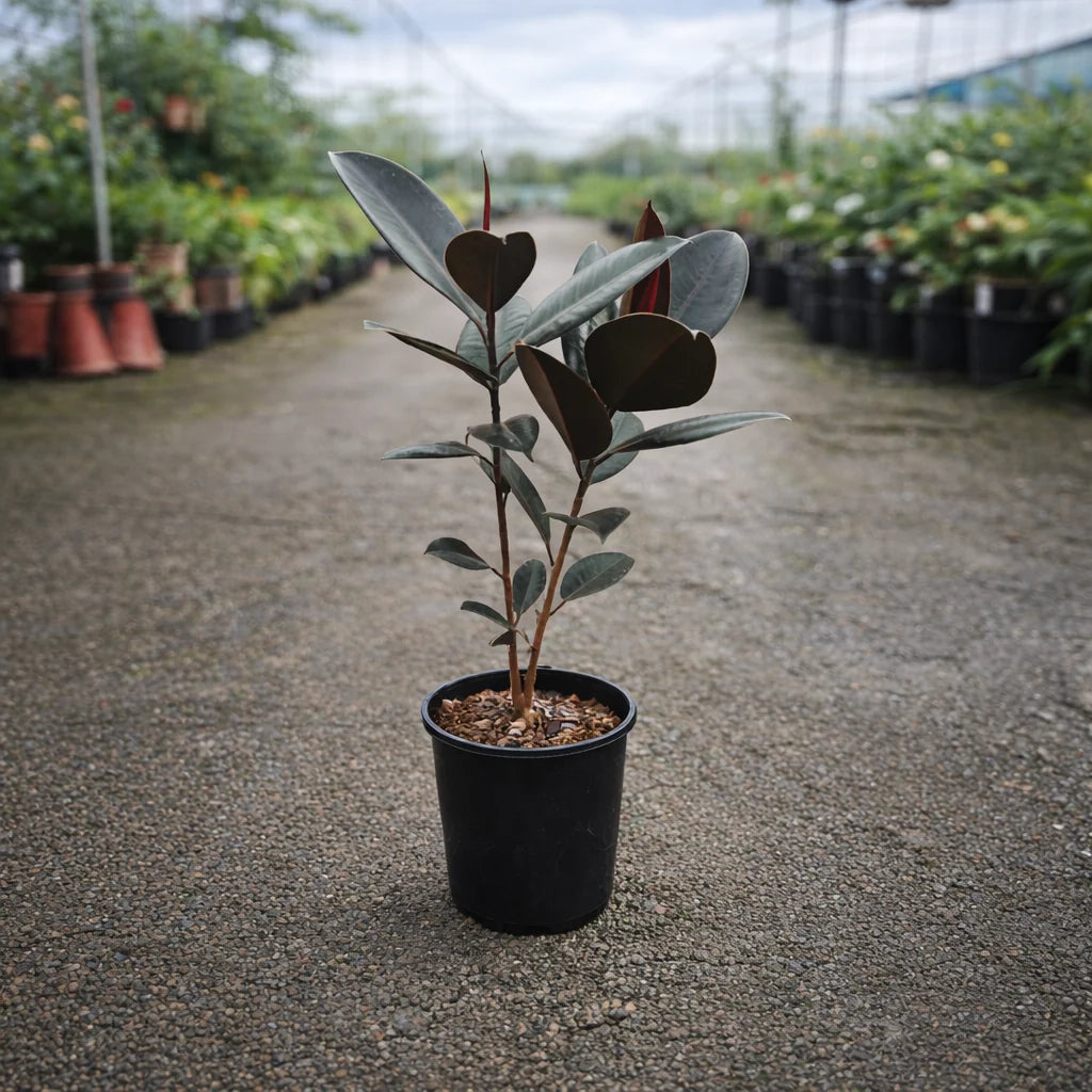 Ficus Burgundy - 6,5 pouces