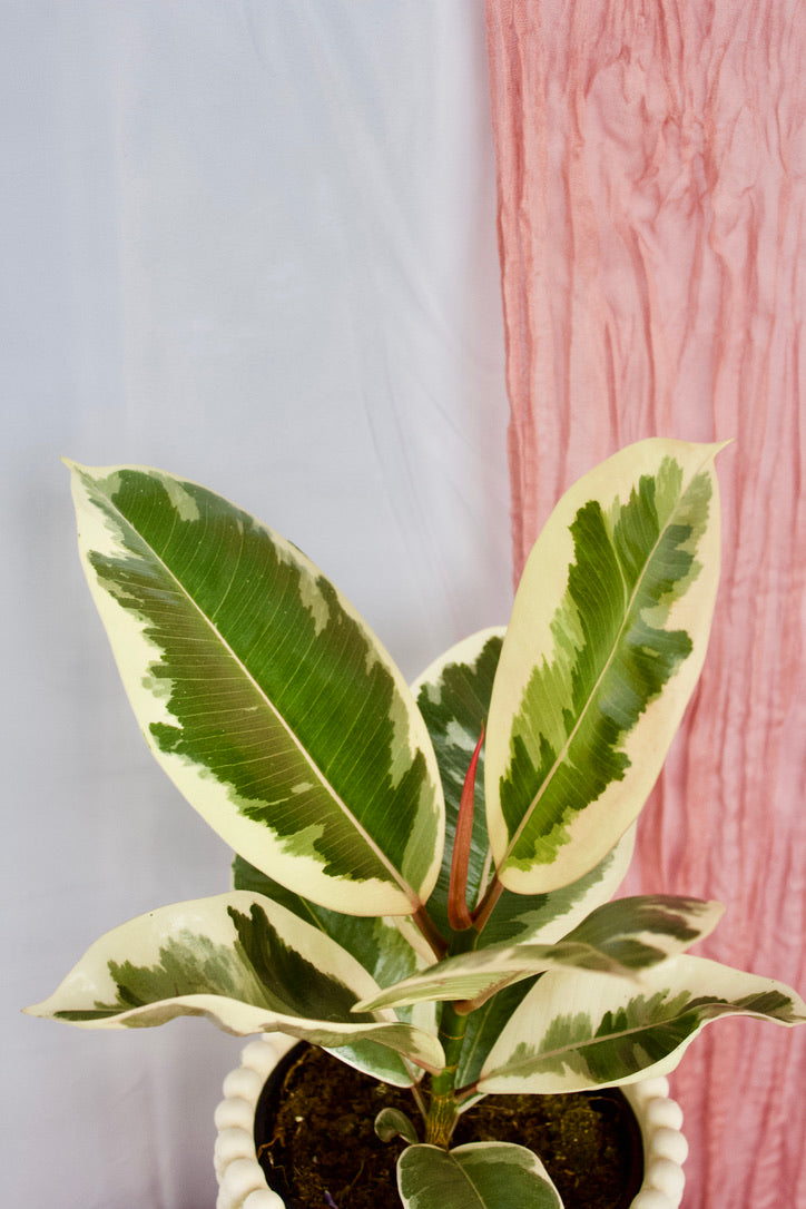 Ficus Tineke