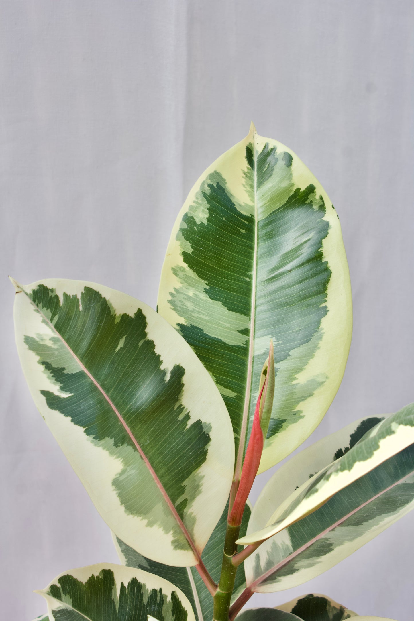 Ficus Tineke