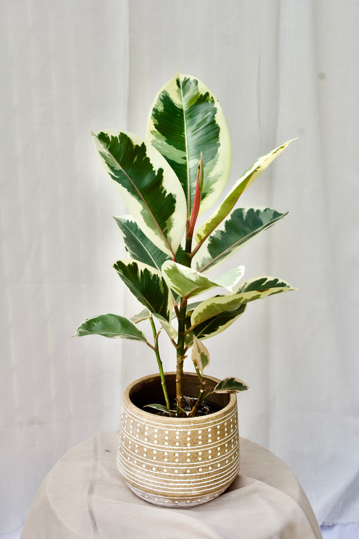 Ficus Tineke