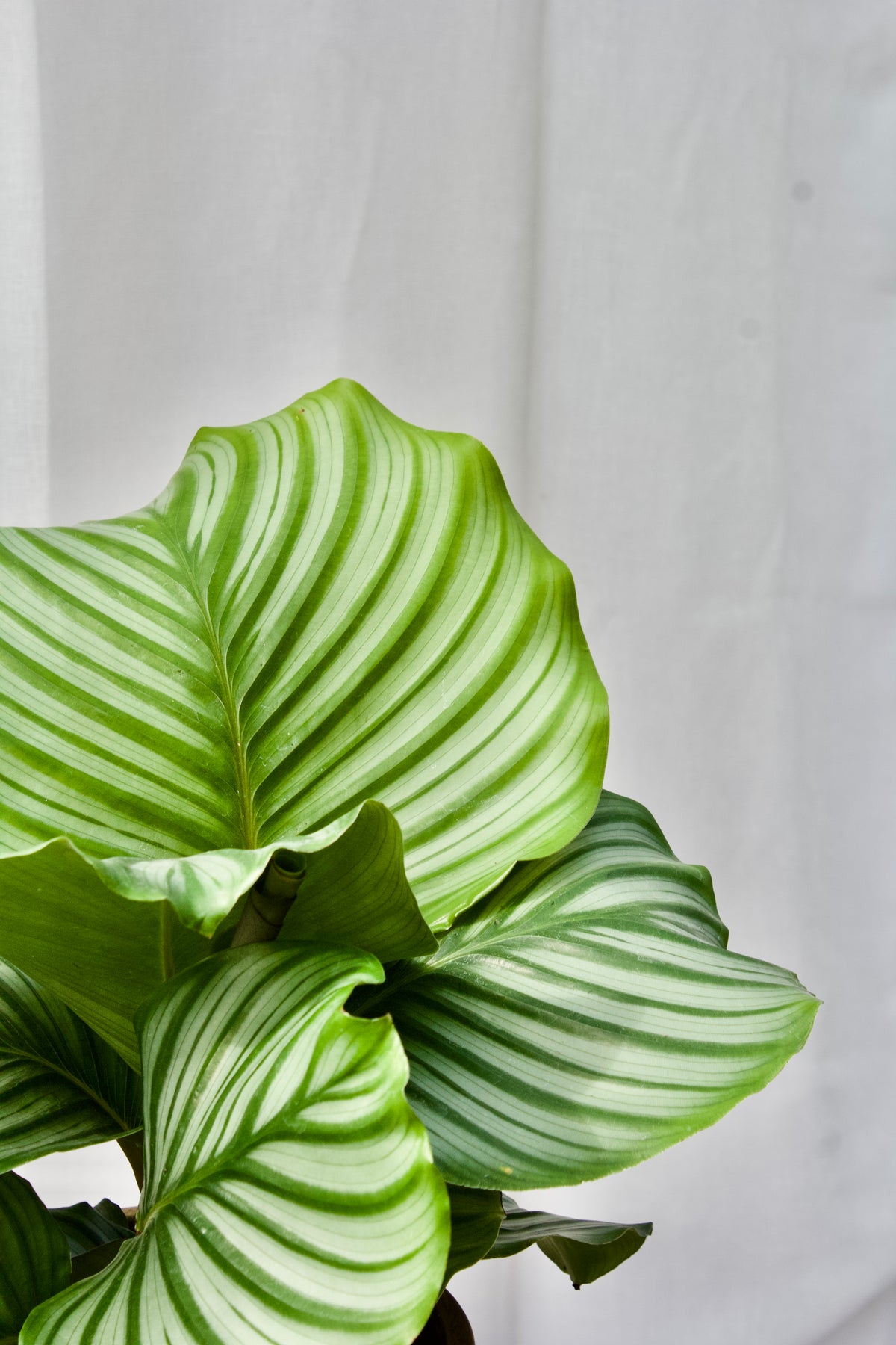 Calathea Orbifolia - 5 pouces