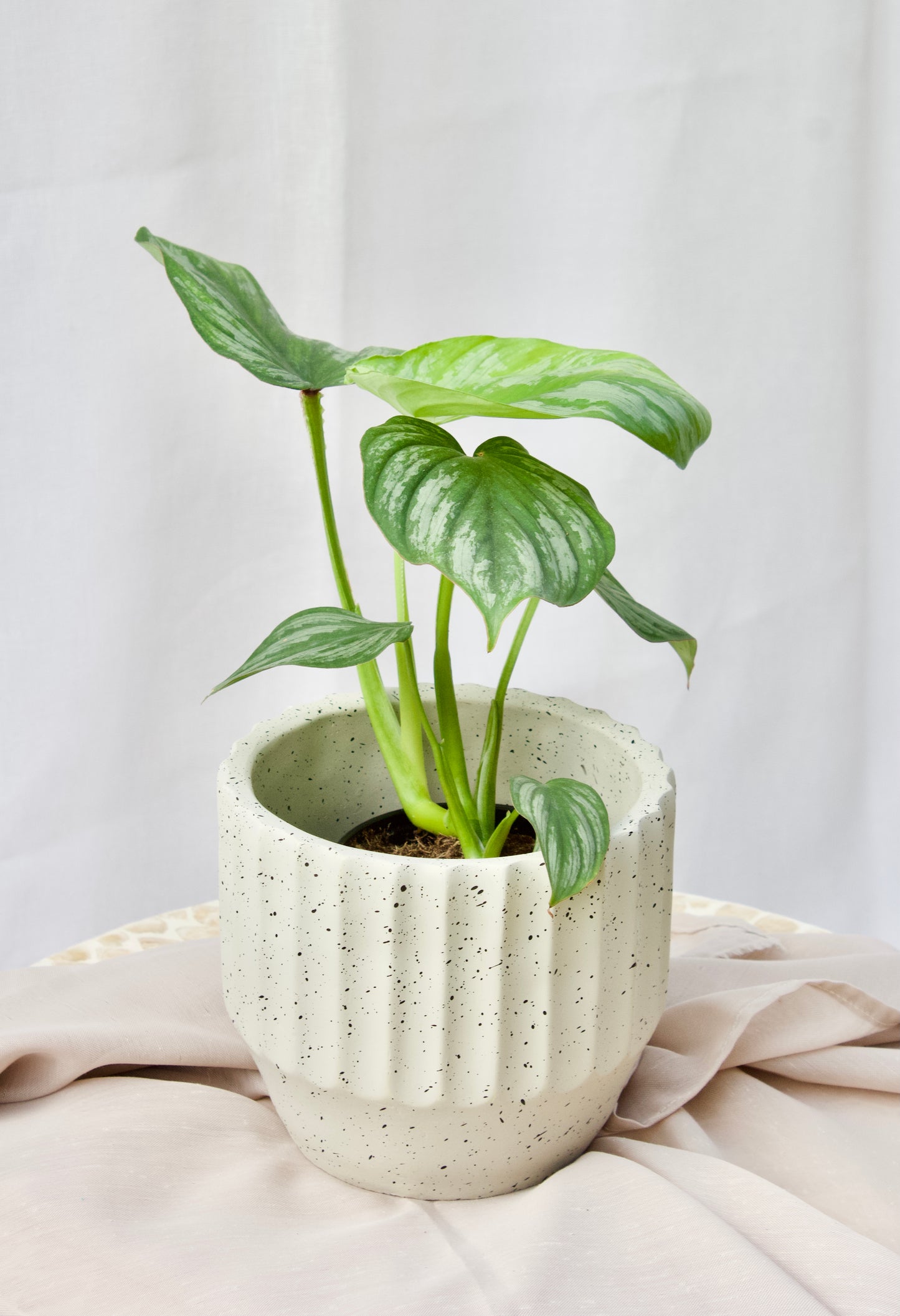 POT VAGUES CREME - 4 pouces