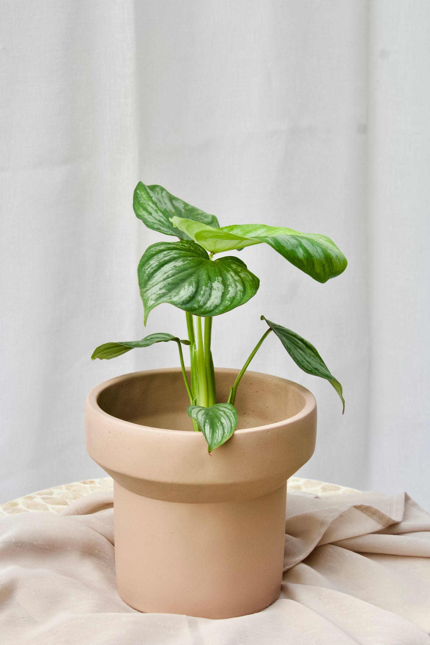 POT BASE ÉTROITE BEIGE - 4 POUCES