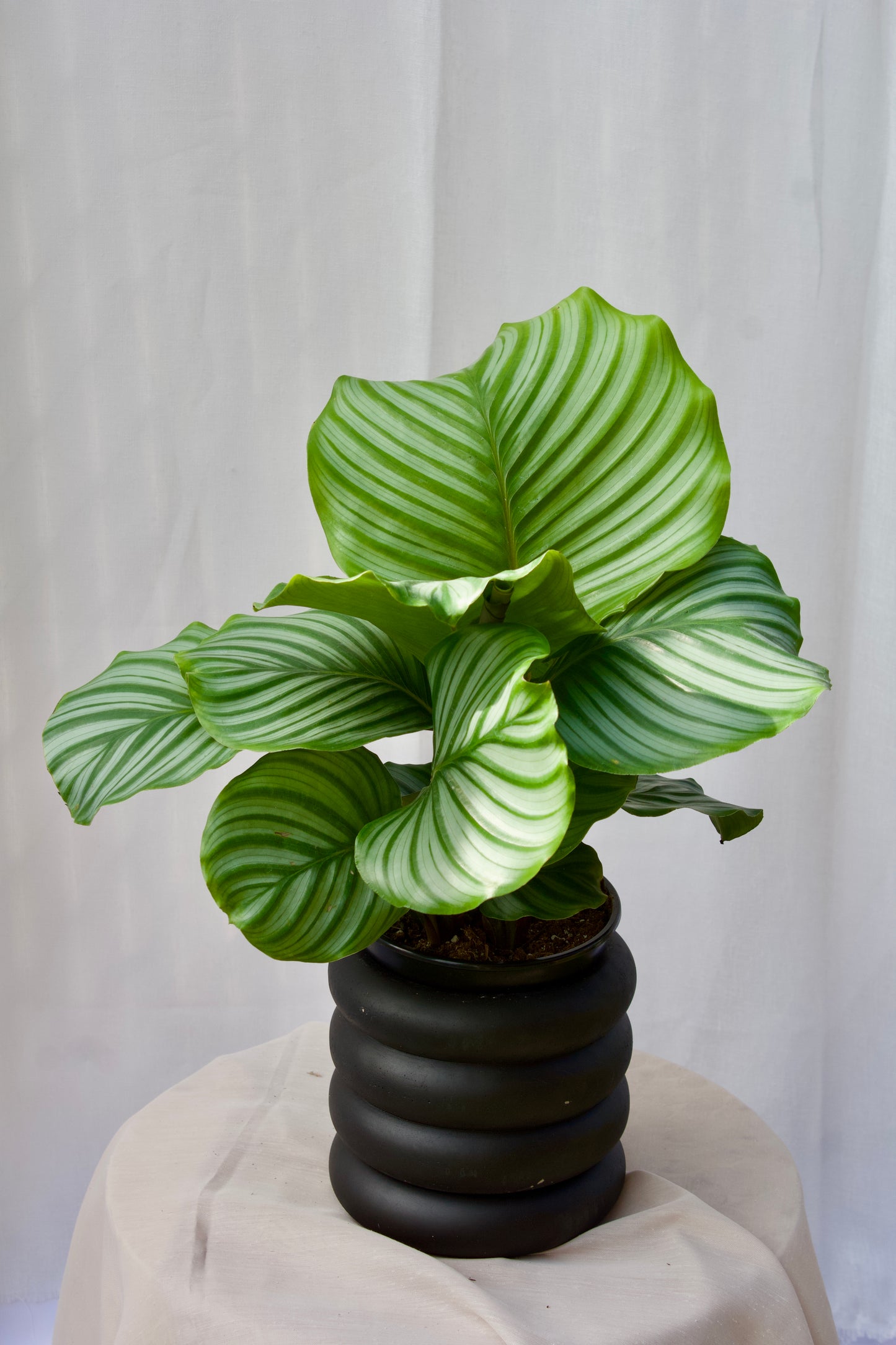 Calathea Orbifolia - 5 pouces