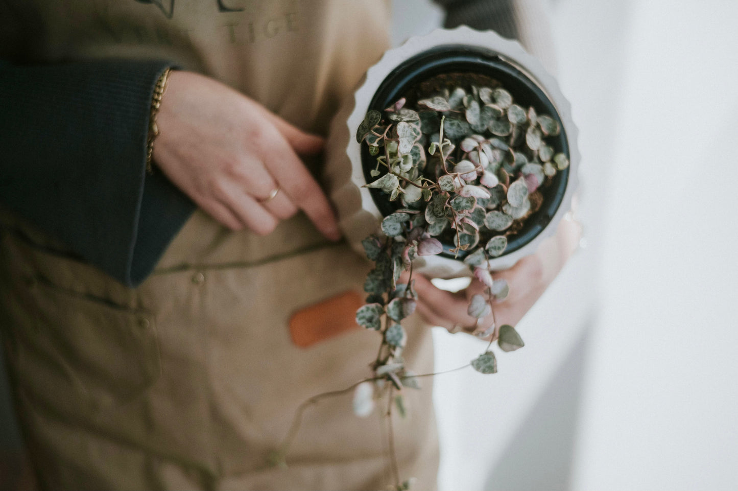 chaîne de coeurs variagata - 5 pouces