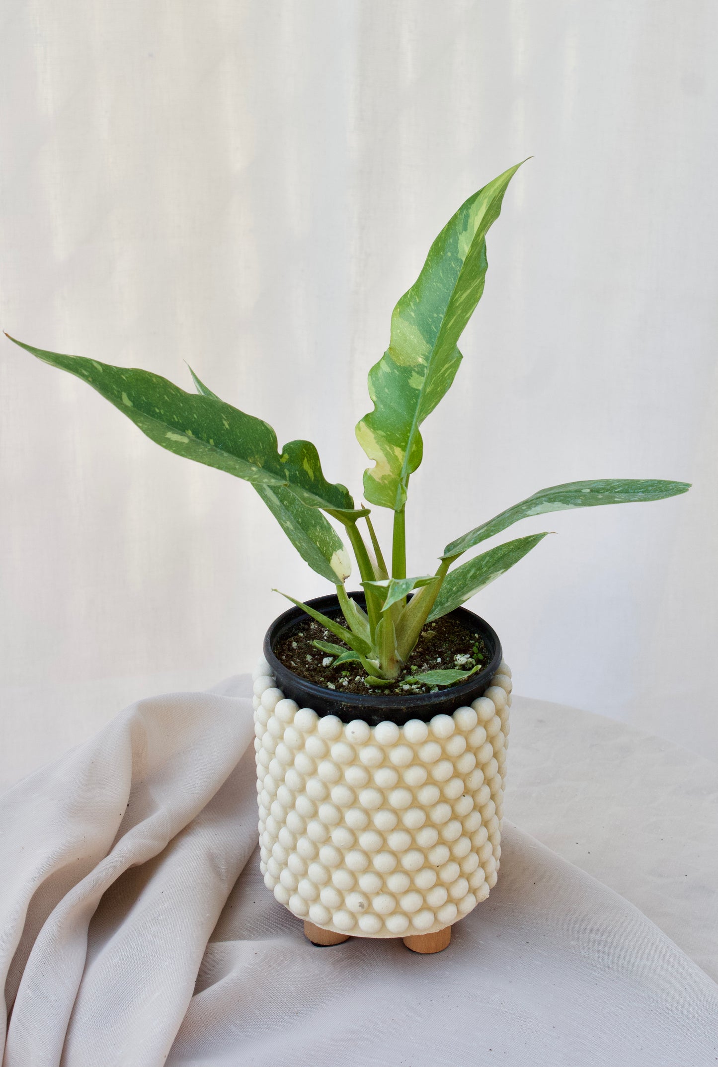 Cache-Pot Beige avec pois - 3 1/2 pouces