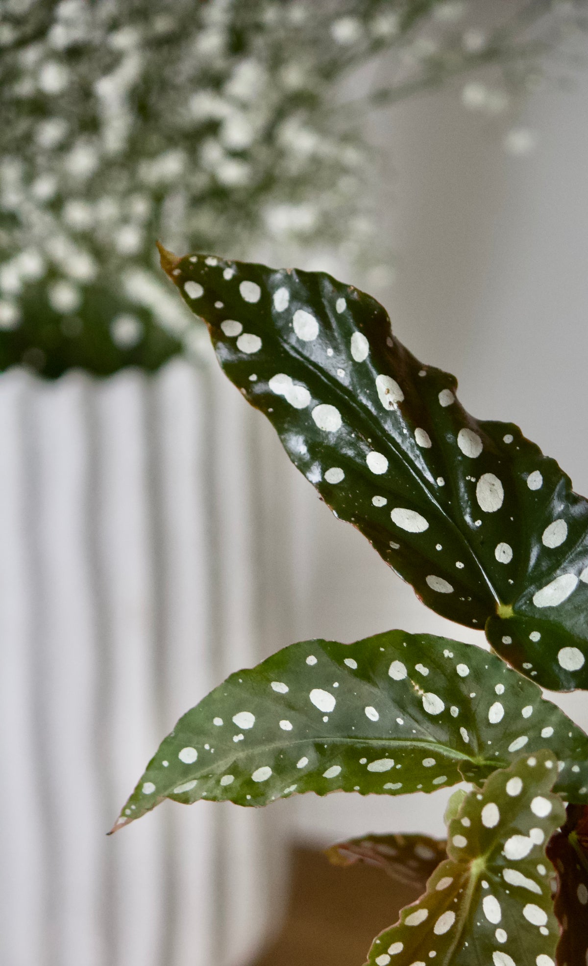 Begonia Rex Rosie - 5 pouces
