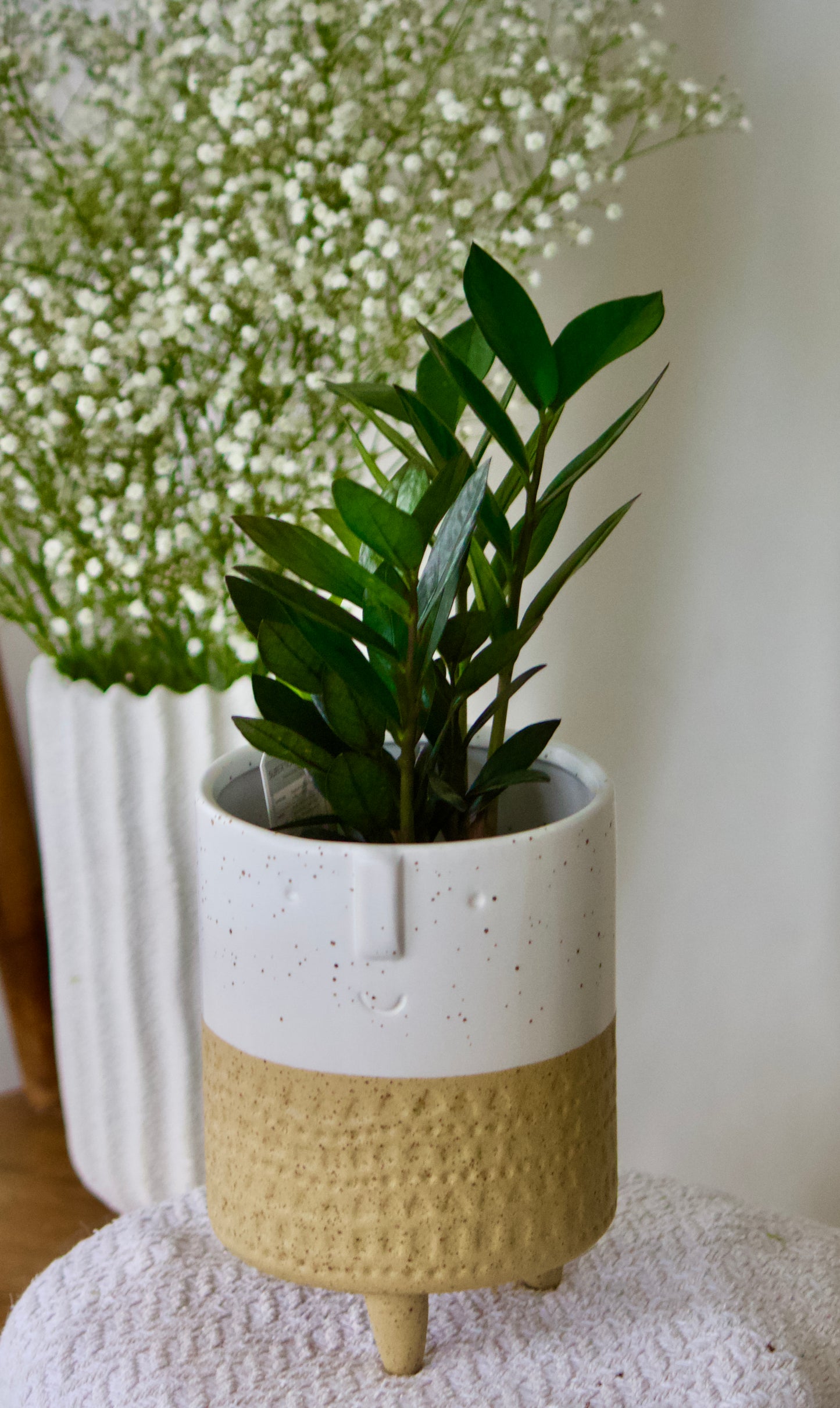 zamioculcas Super Nova- 5 pouces