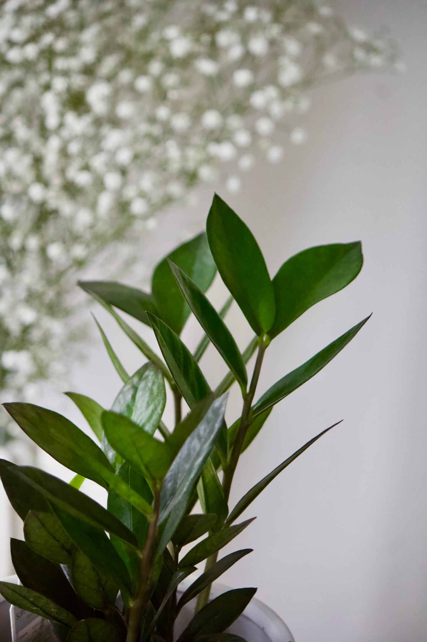 zamioculcas Super Nova- 5 pouces