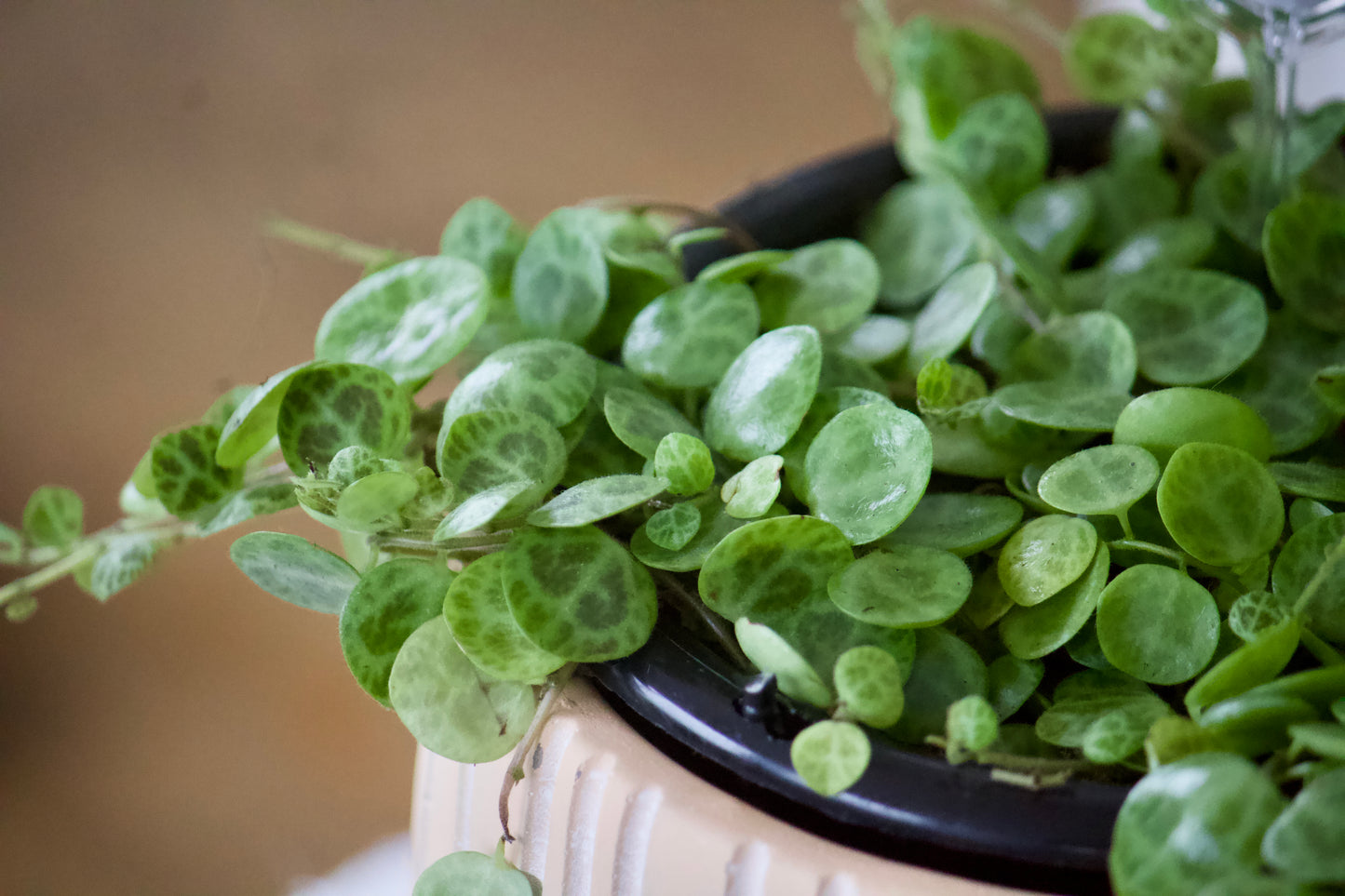 Peperomia Prostata - 5 pouces