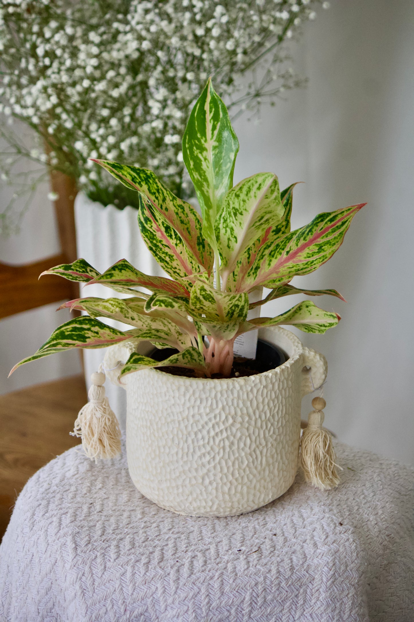Aglaonema Dazzling Gem - 5 pouces