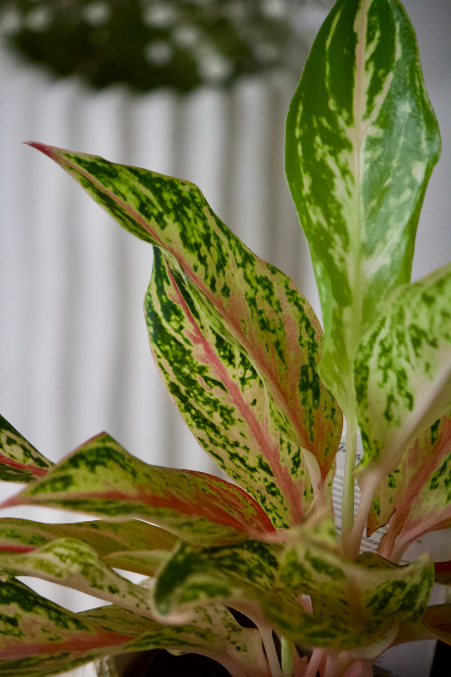 Aglaonema Dazzling Gem - 5 pouces