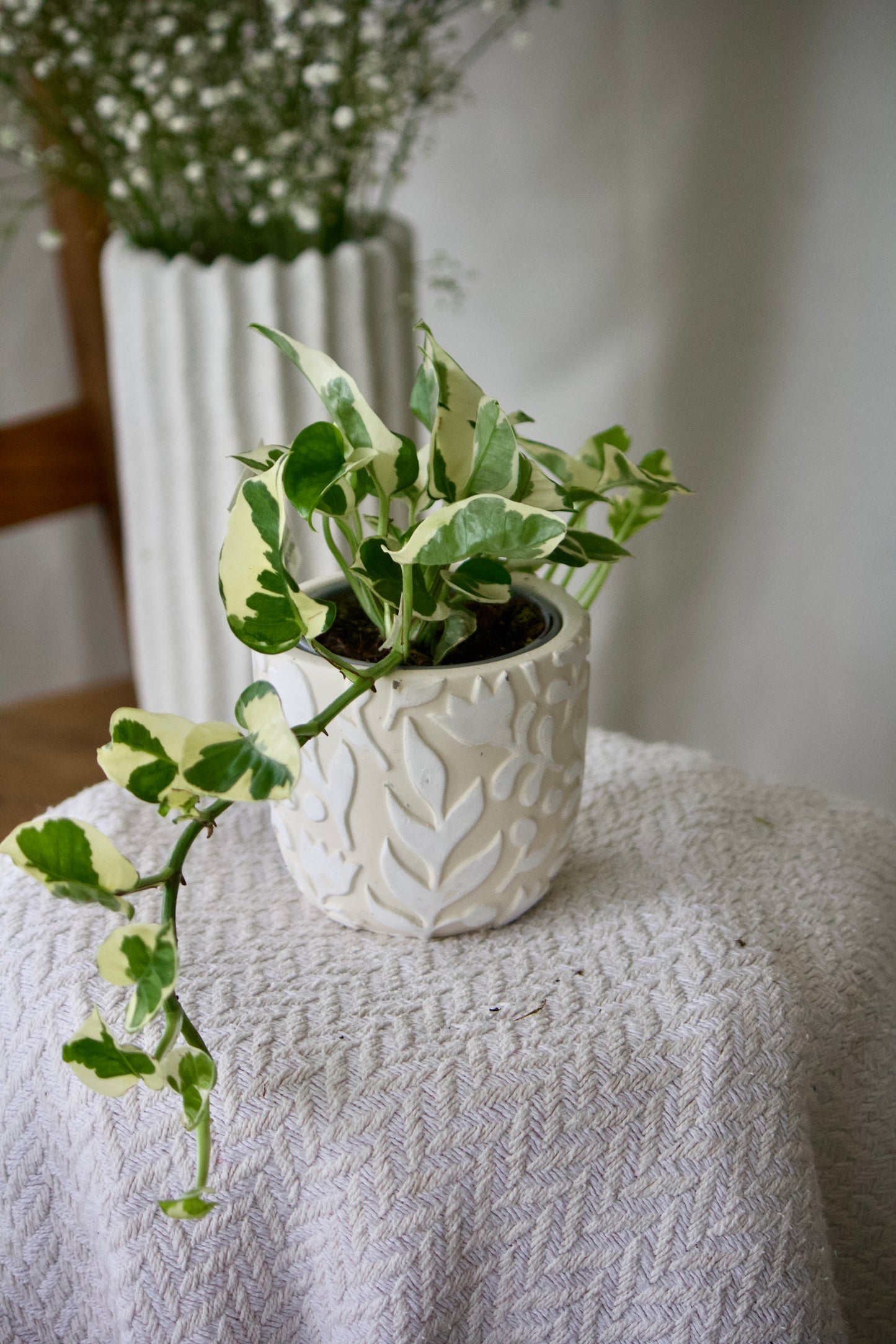 Pothos N Joy