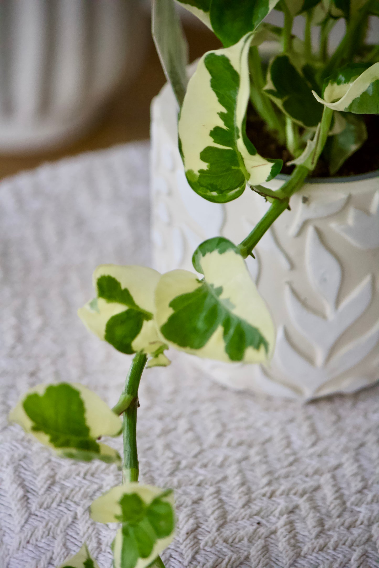 Pothos N Joy