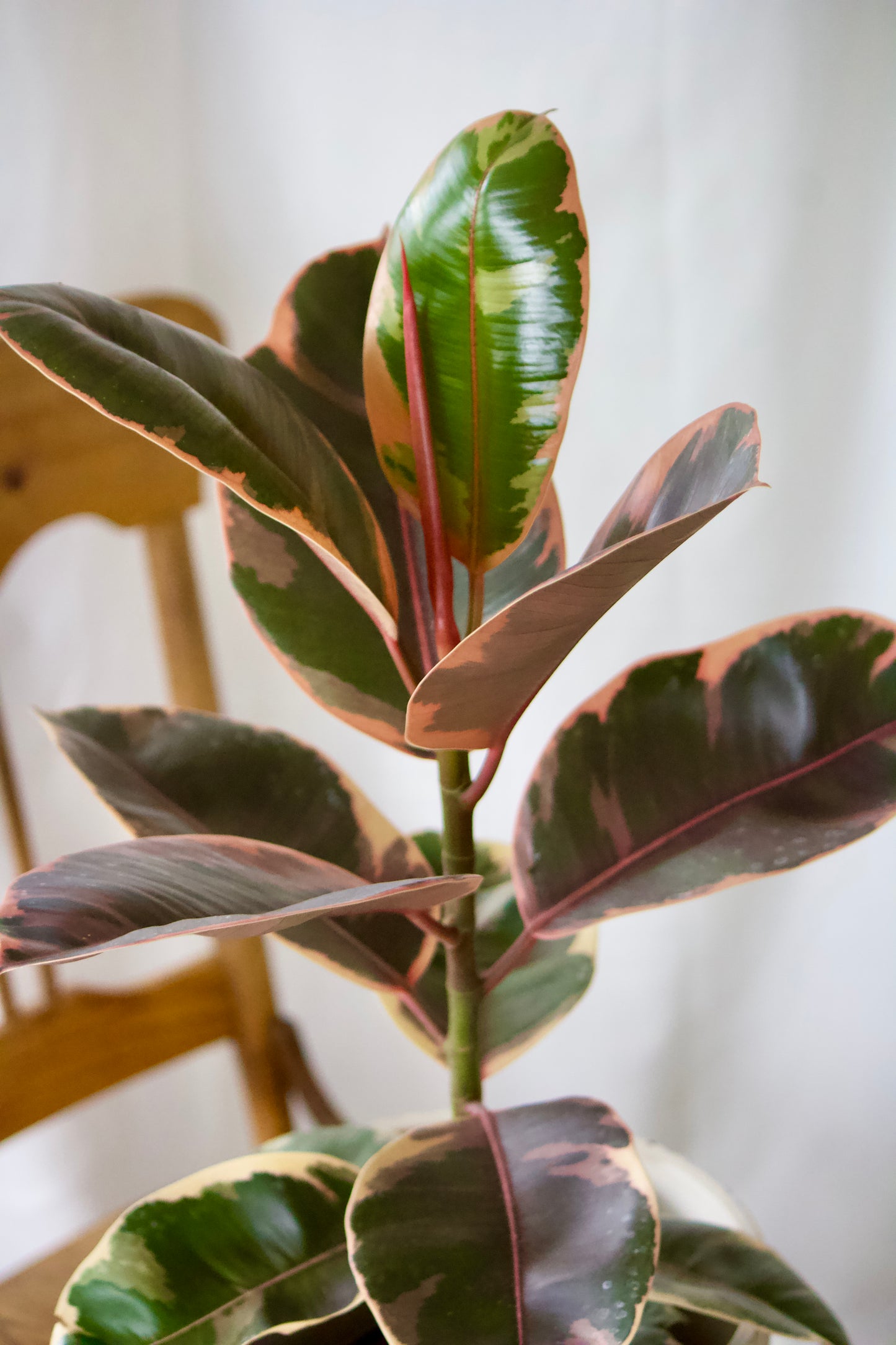 Ficus Elastica ruby - 6.5 pouces