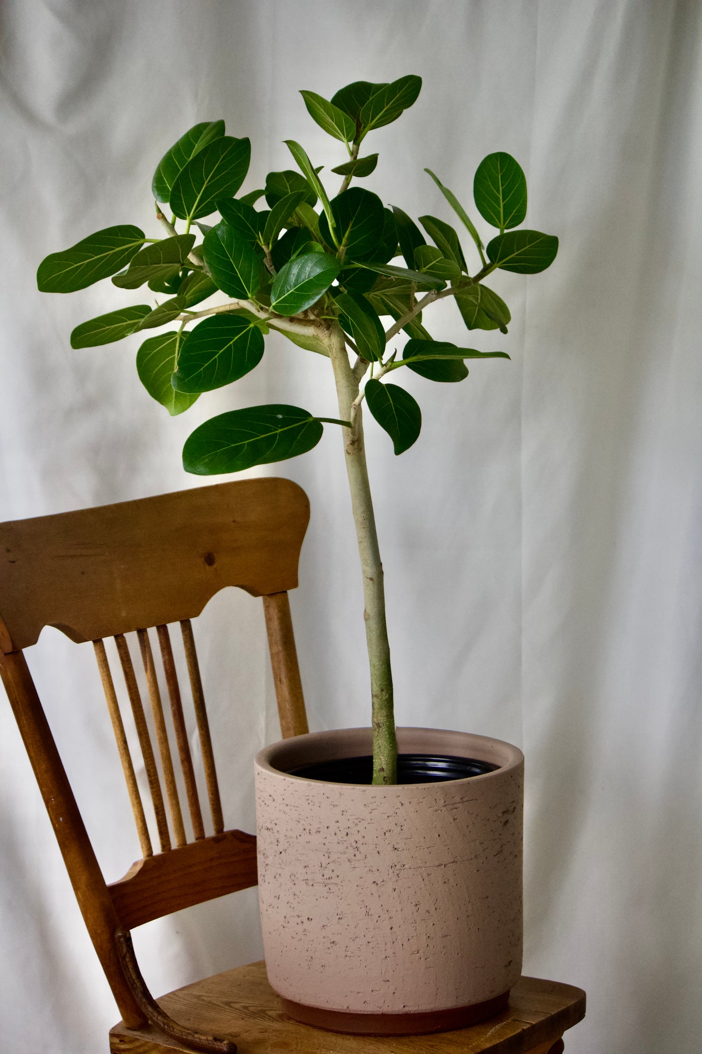 Ficus arbre - 10 pouces