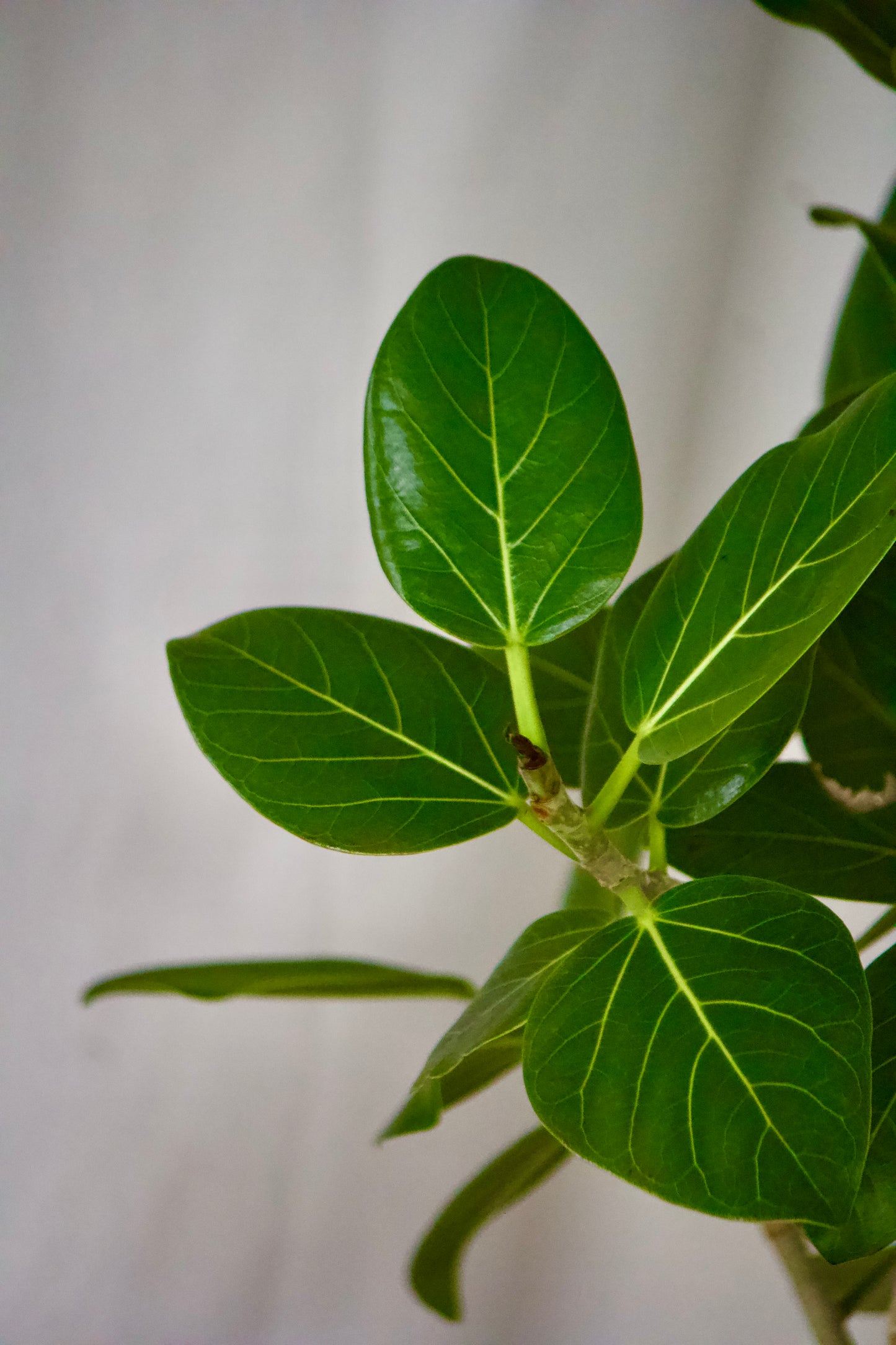 Ficus arbre - 10 pouces