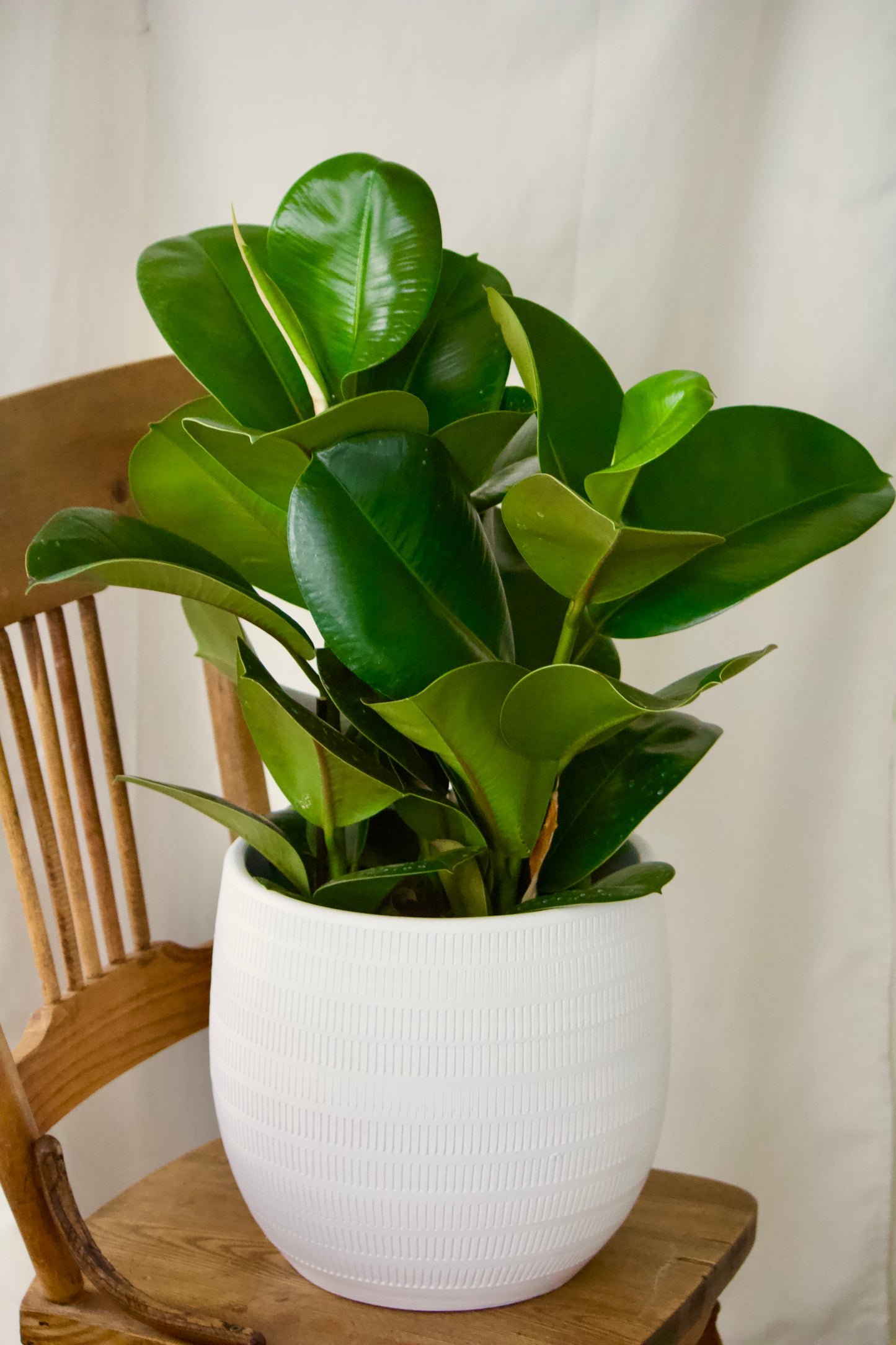Ficus Sofia